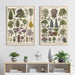 "Lemmikki" Vintage Botanical Prints Canvas Collection  BO-HA   