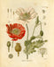 "Orvokki" Vintage Botanical Prints Canvas Collection  BO-HA 20 cm x 30 cm Papaveraceae 