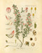 "Orvokki" Vintage Botanical Prints Canvas Collection  BO-HA 20 cm x 30 cm Leguminosae 